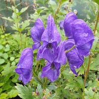 Aconitum carmichaelii Arendsii Group
